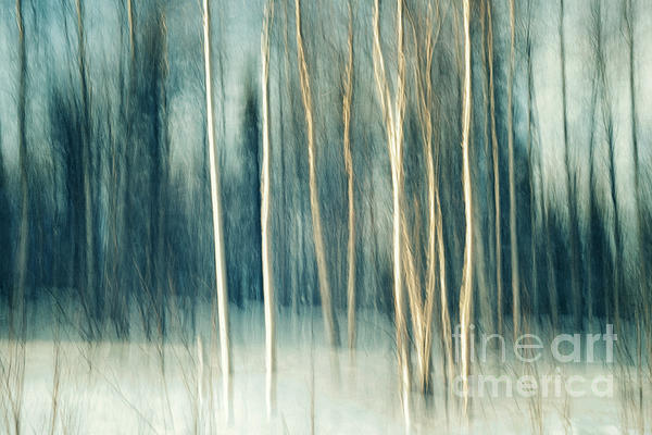 Priska Wettstein - Snowy birch grove