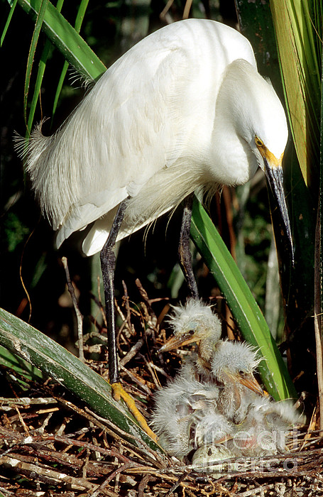 Egret Fishing Beach Towel