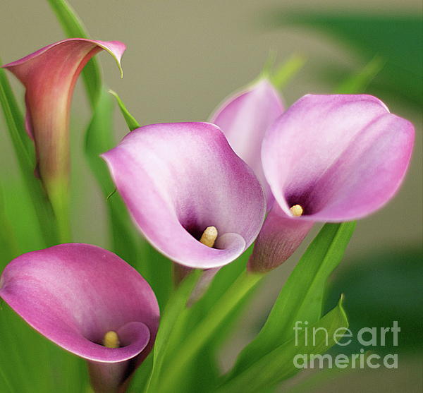 Byron Varvarigos - Soft Pink Calla Lilies