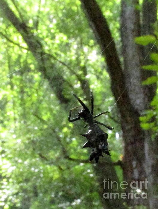 https://images.fineartamerica.com/images-medium-5/spiny-orb-weaver-joshua-bales.jpg