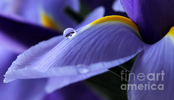 Krissy Katsimbras - Spring Iris