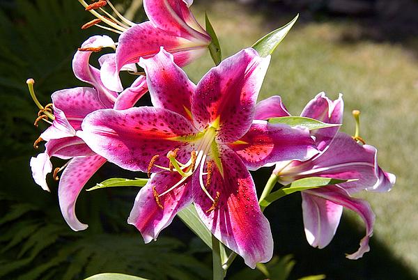 Star Lily In Blazing Color Print by Susan Crossman Buscho