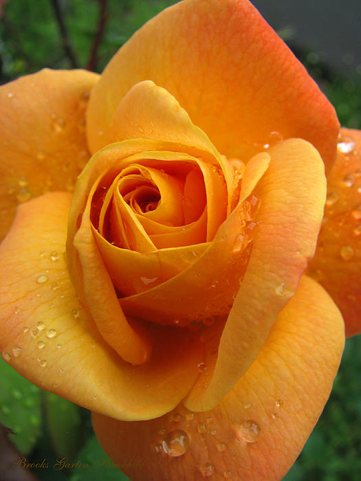 Brooks Garten Hauschild - Strike It Rich - Yellow Roses - Summer Flowers