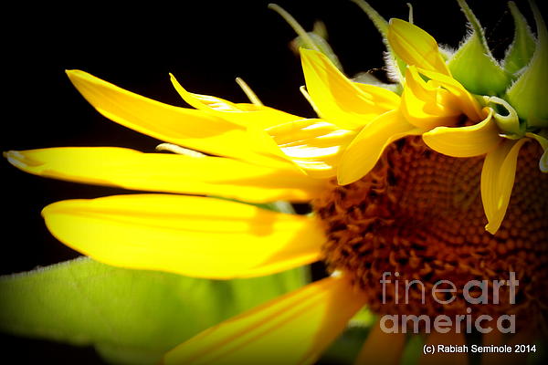Sunflower Art