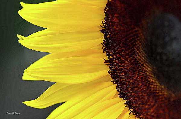 Sandi OReilly - Sunflower Beauty