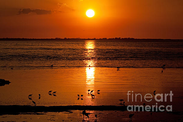 Sunset With The Birds Photo Photograph