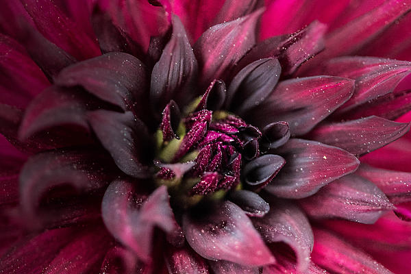Blossom Art