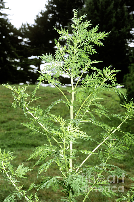 Sweet Annie (Artemisia annua) 