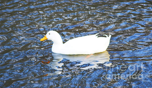 Luther Fine Art - Swimming Duck in South Park