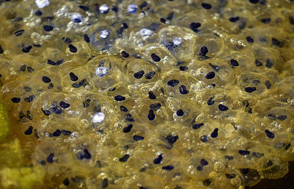 Tadpole Eggs by Brian Stevens