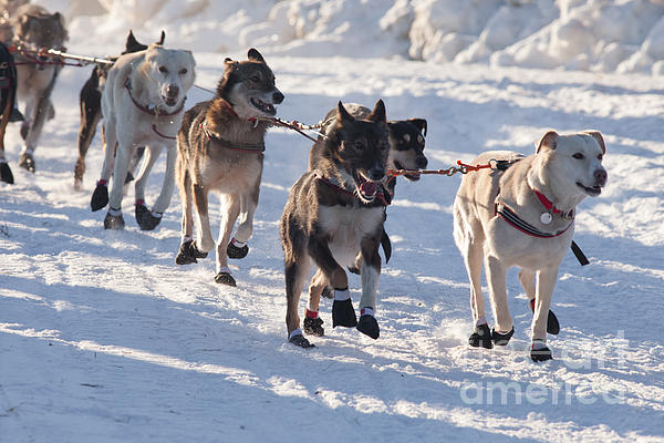 Siberian Husky sled dog pulling hard Jigsaw Puzzle by Stephan Pietzko -  Pixels