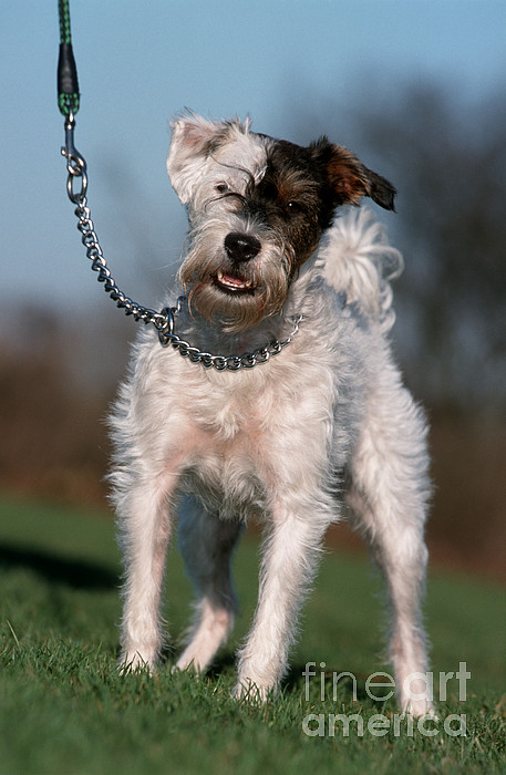 Wire best sale haired mutt