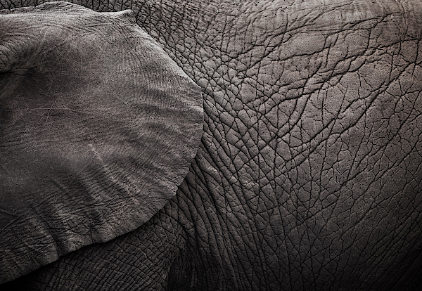 elephant textures