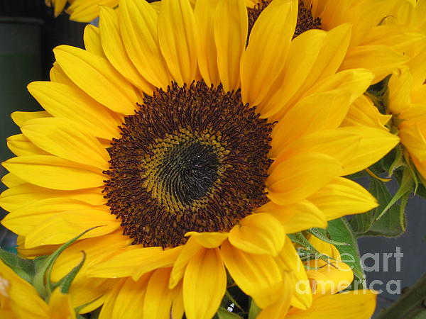 Dora Sofia Caputo - The Color of Summer - Sunflower