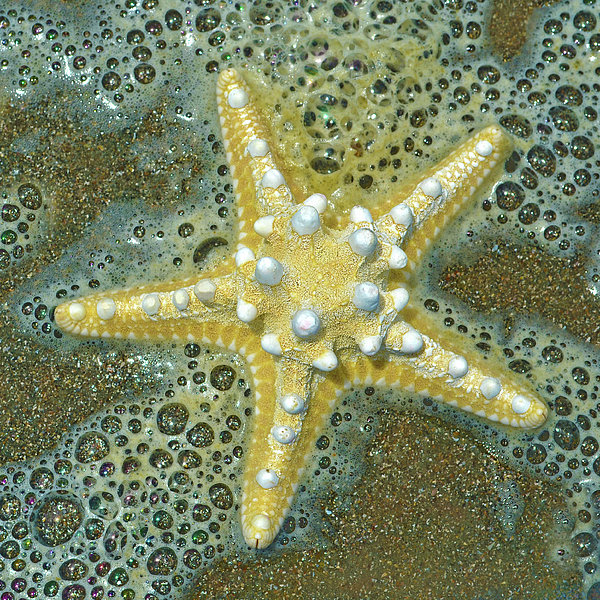 Ocean Shell Spiral White Photograph by Sandi OReilly - Fine Art America