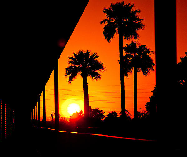 Peter Awax - Three Palms In Sunset