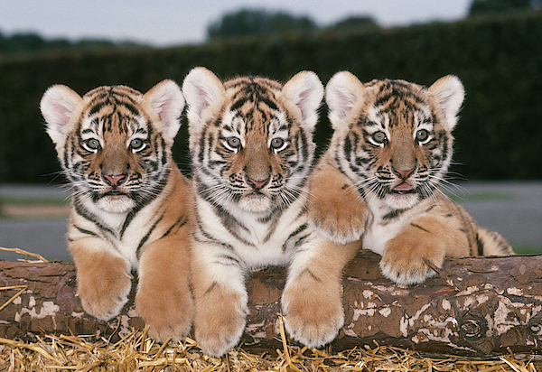 Tiger Cubs Baby Shower