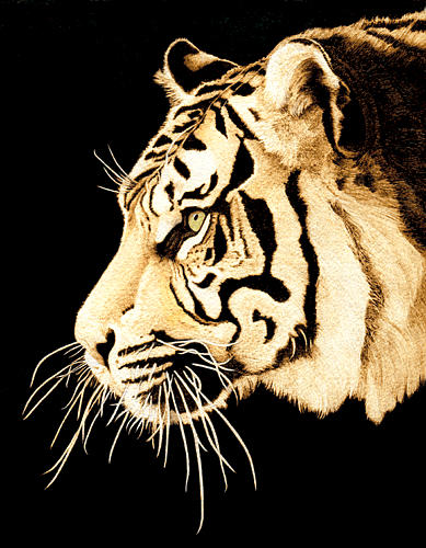 Cate McCauley - Tiger Profile