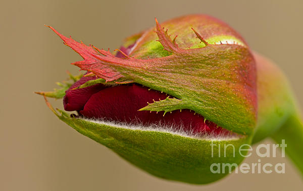 Macro Art