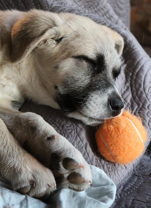 Tollee Orange Fuzzy Ball Throw Pillow by Jinger Michels Pixels