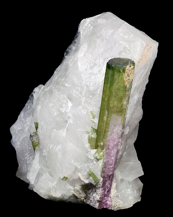 Pascal Goetgheluck/science Photo Library - Tourmaline Crystals In Quartz