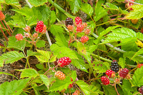 Trailing Blackberries by Rich Leighton