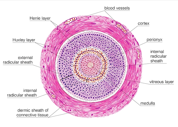 Transverse Section Of Hair Follicle Greeting Card by Science Photo Library