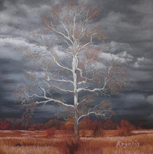 Harvey Rogosin - Tree of Light on a Cloudy Day