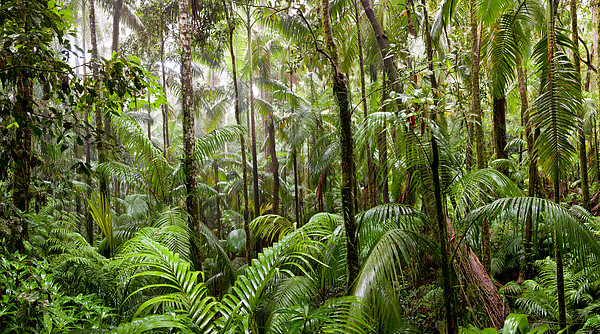 Trees In Tropical Rainforest, Eungella T-Shirt for Sale by Panoramic Images