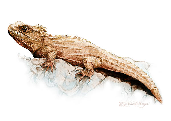 Tuatara Print by Tony Schaufelberger