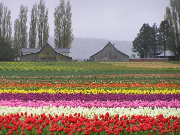 Louise Magno - Tulip Town Barns