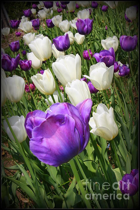Dora Sofia Caputo - Tulips in Purple and White