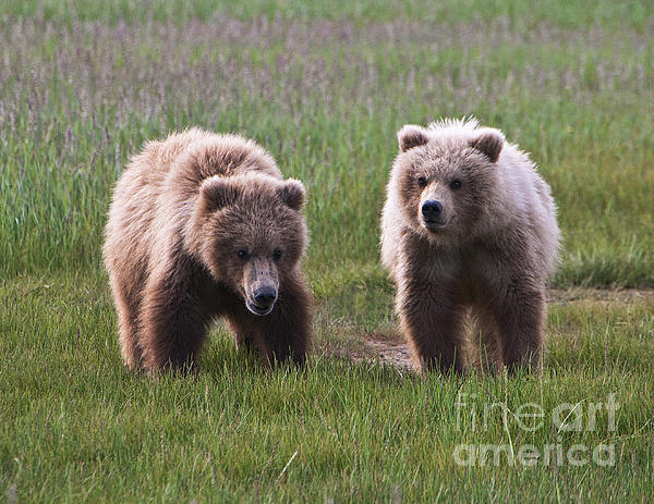 Phyllis Taylor - Twin Bear Cubs