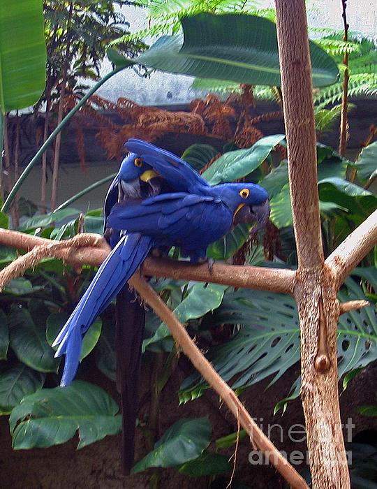 Marian Bell - Two Blue Hyacinth Macaws