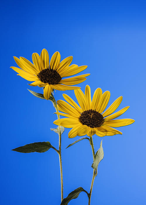 100+] Sunflower Iphone Wallpapers