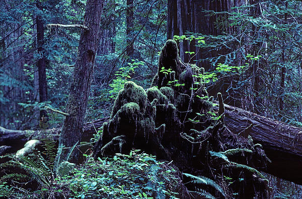 Daniel Furon - Deep in the Redwoods Grove #1