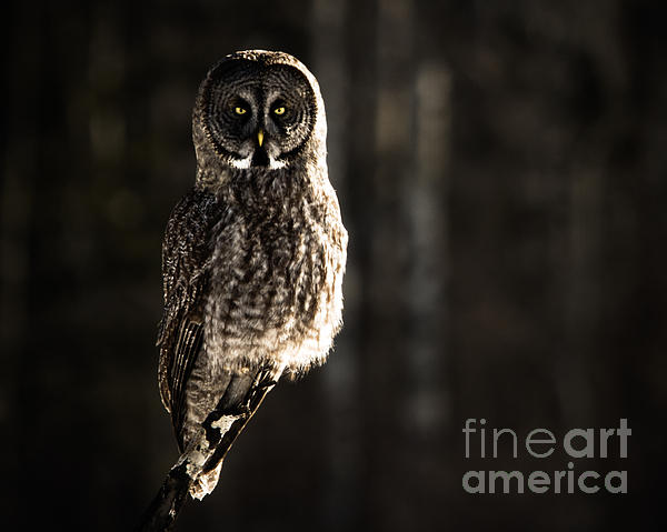 Bird Photographs
