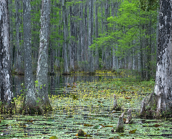 Usa South Carolina Cypress Gardens Greeting Card For Sale By