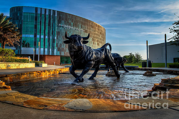 https://images.fineartamerica.com/images-medium-5/usf-bulls-fountain-karl-greeson.jpg