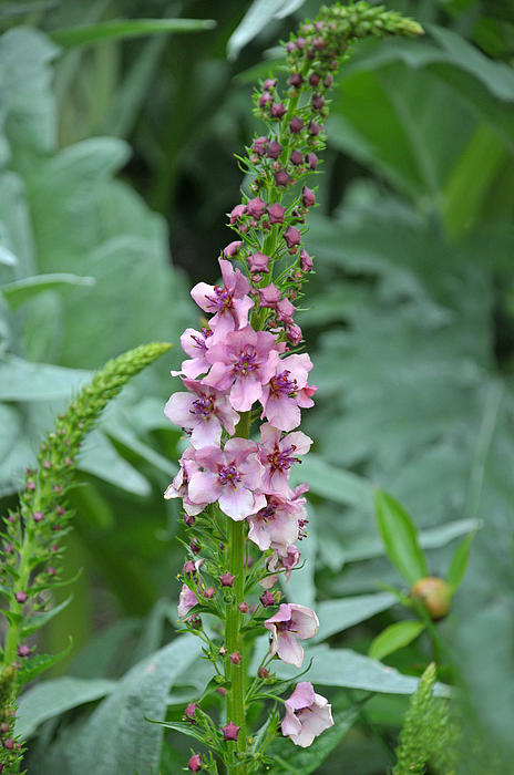 Verbascum Pink Domino by Jlt Photography