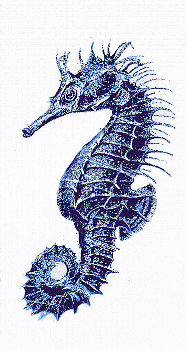 Seahorse 2025 hand towels