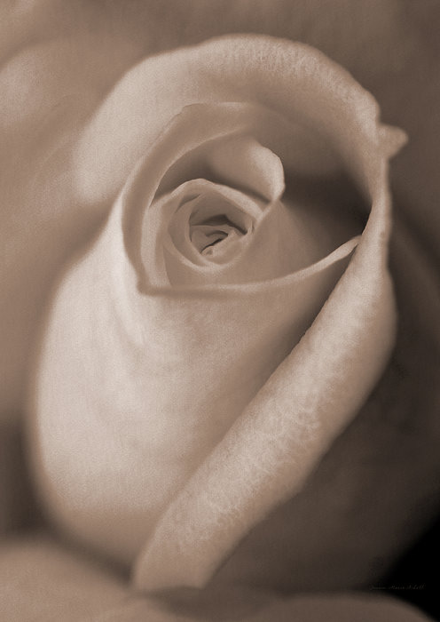 Ivory Rose Flower Portrait by Jennie Marie Schell