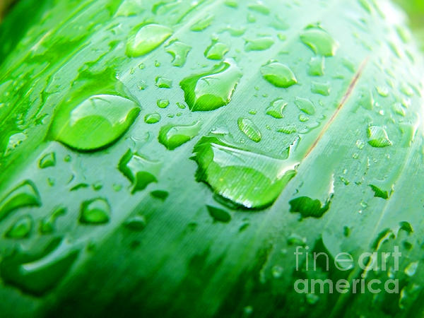 Tropical green leaf. Art Print