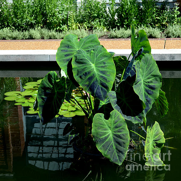 Luther Fine Art - Water Plants