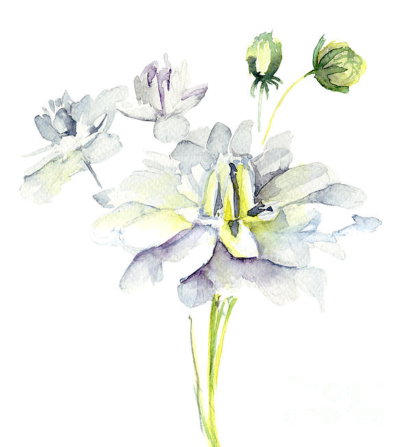 Wild flowers watercolor illustration Painting by Regina Jershova - Pixels