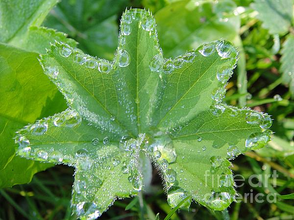 Nature Art