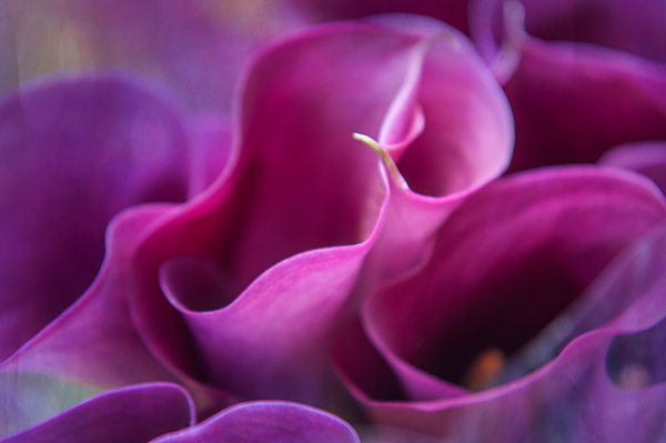 Jenny Rainbow - Waves of Purple. Calla Lily