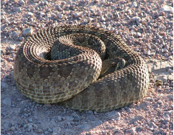 Western Dakota Prairie Rattlesnake by Marion Muhm