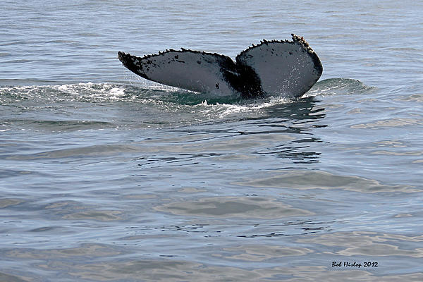 Bob Hislop - Whale Tail