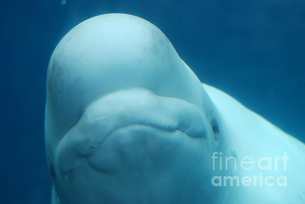 Whale Caught in a Fishing Net Tote Bag